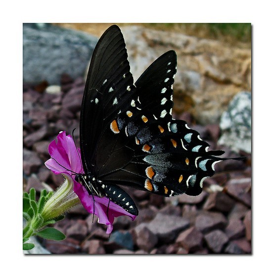 Photo:  Butterfly black  